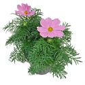 Bild von EJ Cosmos Bipinatus Pink